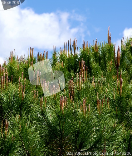 Image of Young Shoots of Cedar Tree