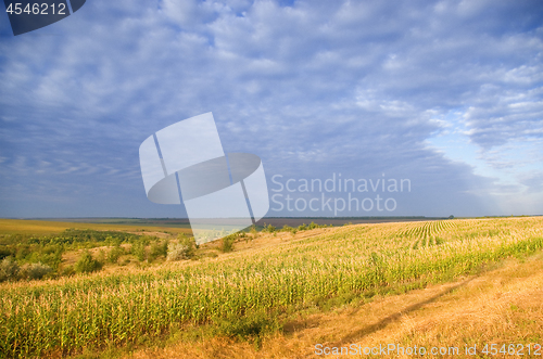 Image of Field and sky