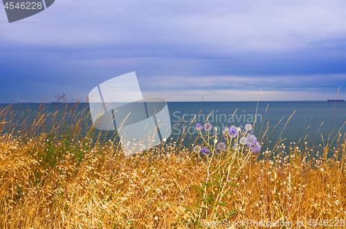 Image of meadow grass by the sea