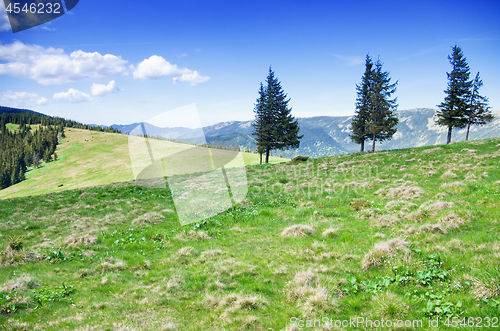 Image of Green hills of the Carpathian mountains