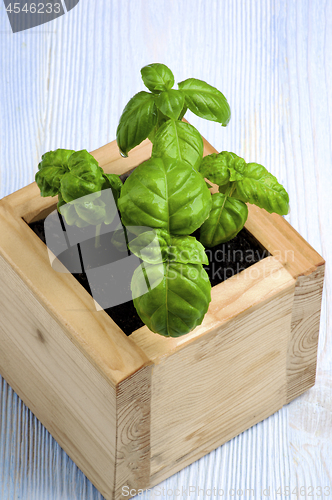 Image of Green Lush Foliage Basil