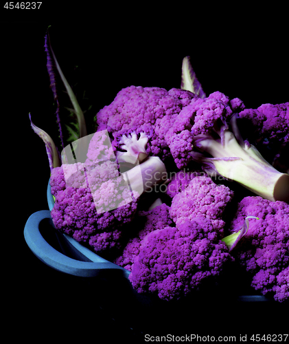 Image of Fresh Purple Cauliflower