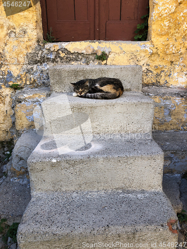 Image of cat sleeping on stairs