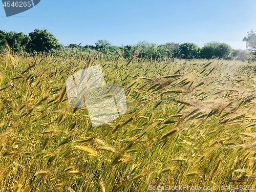 Image of field of grain