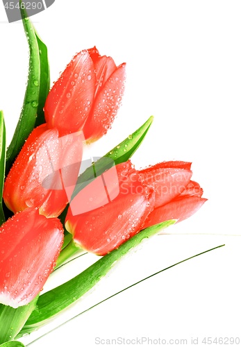 Image of Five Spring Tulips