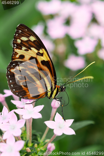 Image of Underside wings view of Harmonia tiger poison butterfly