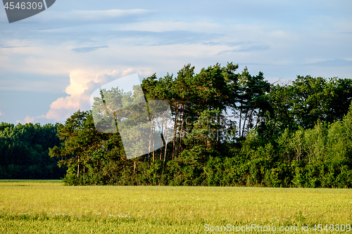 Image of Image of a field with trees an blue sky with clouds