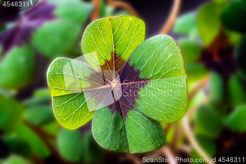 Image of Detail Image of lucky clover