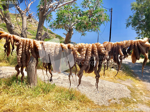 Image of octopus drying in the sun