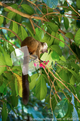 Image of white-headed lemur (Eulemur albifrons), Madagascar