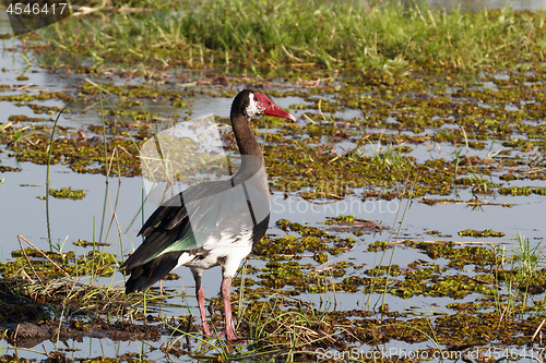 Image of bird Spur-winged Goose, Okavango, Botswana, Africa