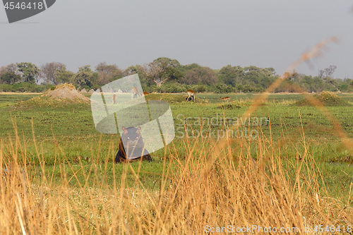 Image of Hippo Hippopotamus, Okavango delta, Botswana Africa