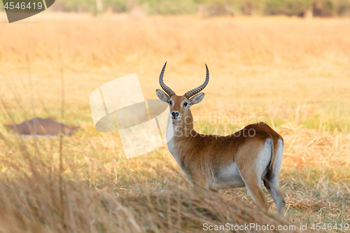 Image of southern lechwe in Okavango, Botswana, Africa