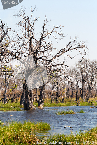 Image of Moremi game reserve, Okavango delta, Botswana Africa