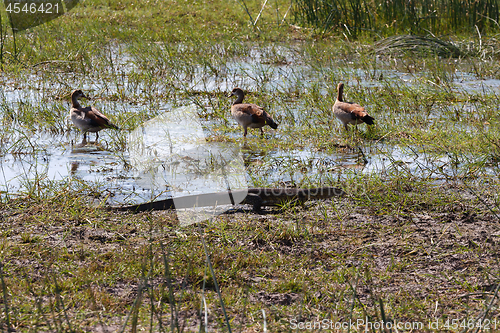 Image of Monitor Lizard and bird whistling duck, Botswana, Africa