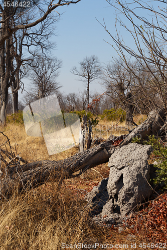 Image of Moremi game reserve, Okavango delta, Africa Botswana