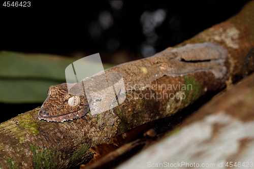 Image of leaf-tailed gecko, Uroplatus fimbriatus, madagascar