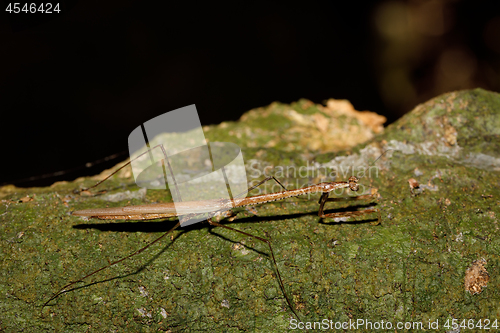 Image of praying mantis on leaf, Madagascar