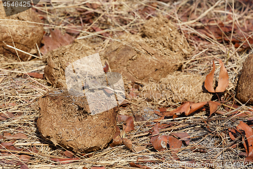 Image of Elephant dung, Okavango delta, Botswana