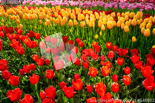 Image of Blooming tulips flowerbed in Keukenhof flower garden, Netherland