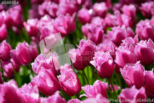 Image of Blooming tulips flowerbed in Keukenhof flower garden, Netherland