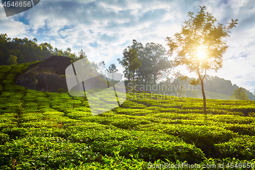 Image of tea plantation in the morning, India