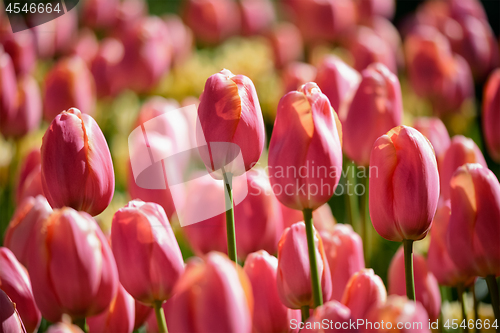 Image of Blooming tulips flowerbed in Keukenhof flower garden, Netherland