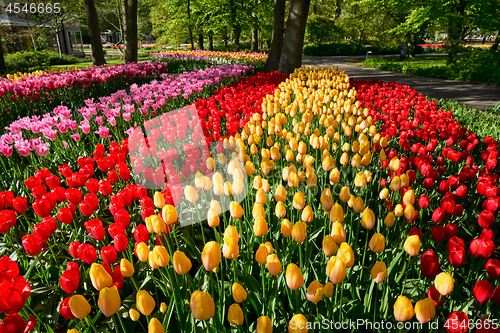 Image of Blooming tulips flowerbed in Keukenhof flower garden, Netherland