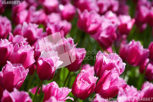 Image of Blooming tulips flowerbed in Keukenhof flower garden, Netherland