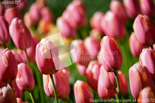 Image of Blooming tulips flowerbed in Keukenhof flower garden, Netherland