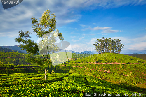 Image of Tea plantation in the morning, India