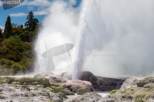 Image of Geyser in New Zealand Rotorua