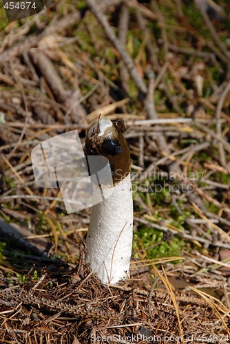 Image of mushroom and fly in forest