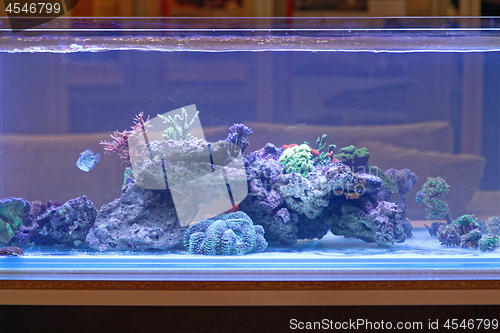 Image of Aquarium Reef