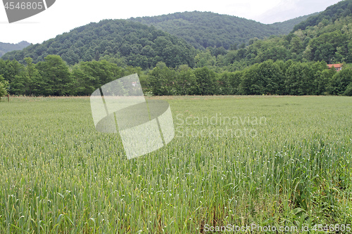 Image of Green Wheat Field