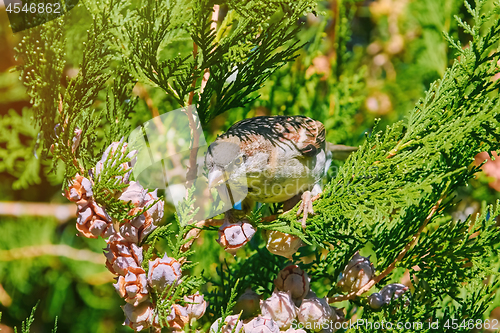 Image of Sparrow on a Thuja