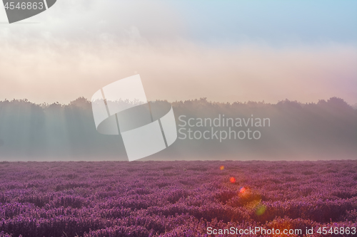 Image of Lavender Field in the Morning