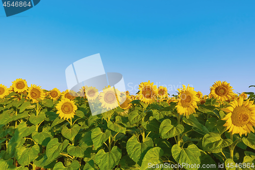 Image of Field of Sunflowers