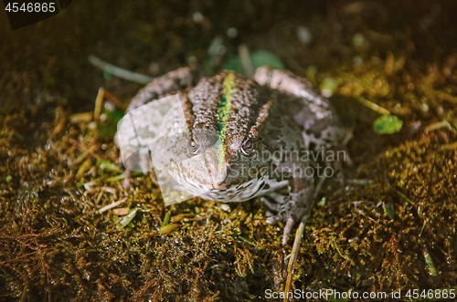 Image of The Pool Frog