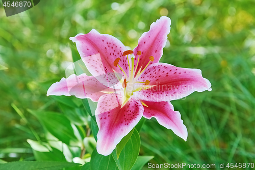 Image of Lily Flower over Green