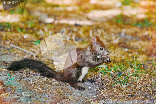 Image of Squirrel on the Ground 