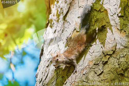 Image of Squirrel on Tree