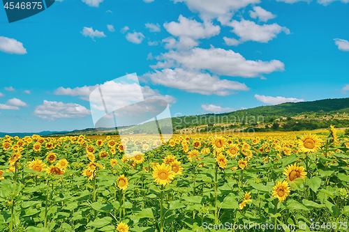 Image of Field of Sunflowers