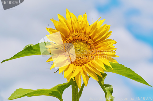 Image of Blooming Sunflower