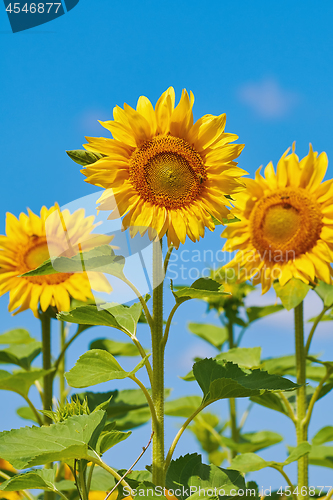 Image of Sunflowers against the Sky