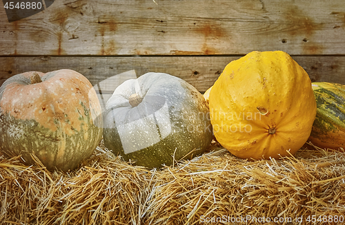 Image of Pumpkins on a Hay