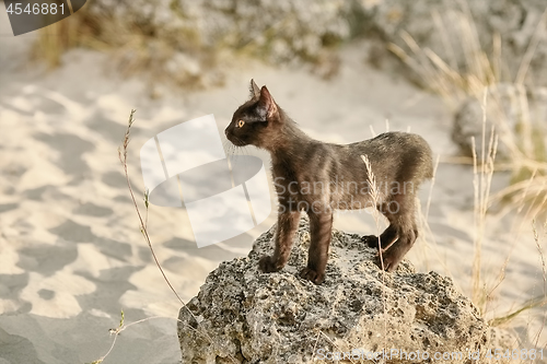 Image of Little Black Kitten
