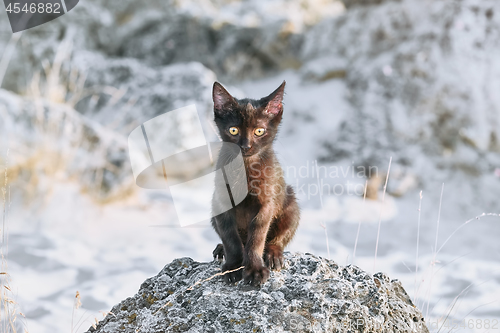 Image of Little Black Kitten