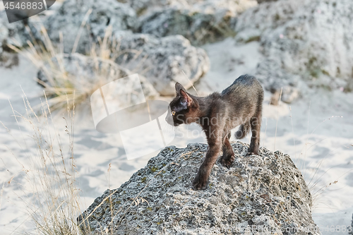 Image of Little Black Kitten