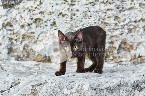 Image of Little Black Kitten